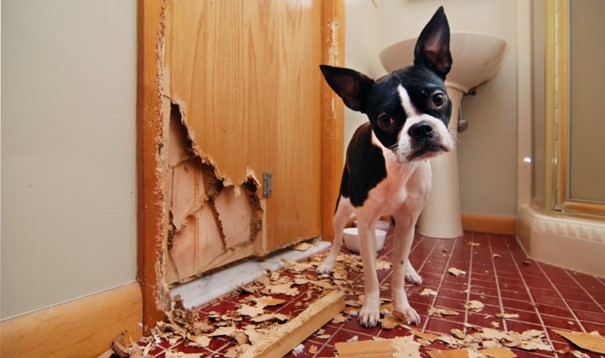 A kutya megrágta az ajtót, aminek a darabjai a földön hevernek